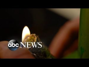 Read more about the article Study: Marijuana and hallucinogen use among young adults at all-time high | ABCNL