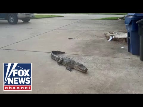 You are currently viewing Texas man wrestles alligator spotted on property