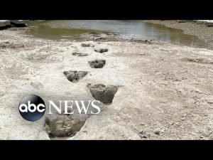 Read more about the article Dinosaur tracks from 113M years ago have become visible amid drought