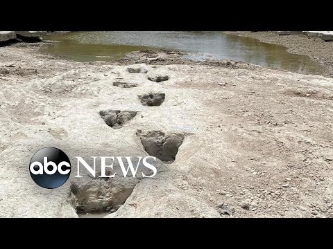 You are currently viewing Dinosaur tracks from 113M years ago have become visible amid drought