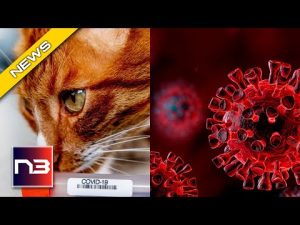 Read more about the article COVID INSANITY. LA offering free tests for pets exposed to Covid