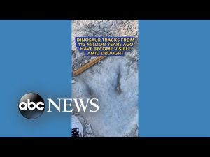 Read more about the article Dinosaur tracks from 113 million years ago become visible amid drought