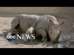 Read more about the article San Diego Zoo welcomes male baby rhino
