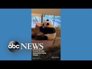 Read more about the article Panda celebrates Sweet 16 with special birthday treats