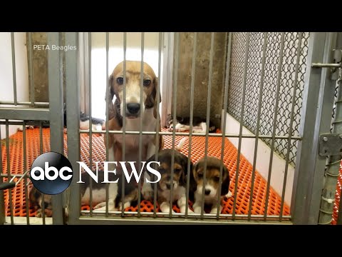 You are currently viewing Prince Harry, Meghan, NJ governor adopt mistreated beagles