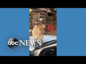 Read more about the article Goats munch on deputy’s paperwork