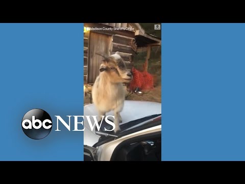 You are currently viewing Goats munch on deputy’s paperwork