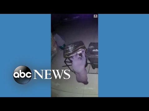 You are currently viewing Bear is no match for Utah trash bins
