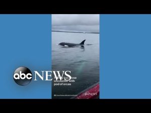 Read more about the article Pod of orcas joins sailors in Quebec