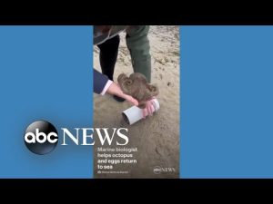 Read more about the article Marine biologist helps octopus find its way back to sea