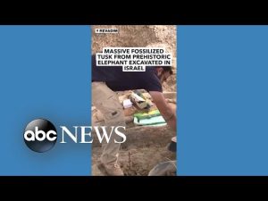 Read more about the article Archaeologists excavate massive tusk fossil belonging to ancient elephant
