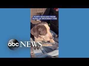 Read more about the article Puppy rescued from ruins of McKinney Fire