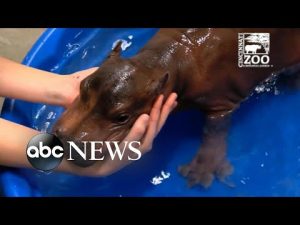 Read more about the article Countdown to baby hippo