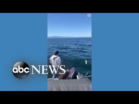 You are currently viewing Sea lion steals snack from fisherman’s line