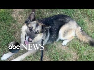 Read more about the article Lost dog found