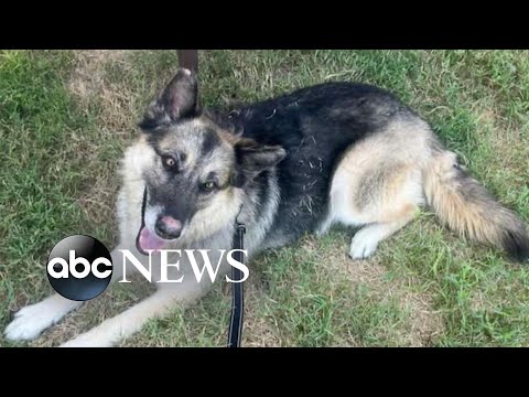You are currently viewing Lost dog found