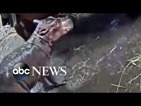 You are currently viewing Cincinnati Zoo welcomes baby hippo