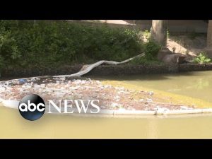 Read more about the article It’s not too late: Cleaning up bayous | ABCNL