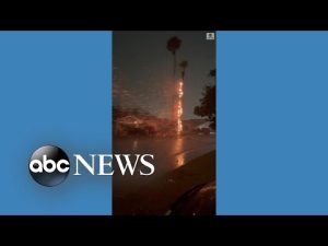 Read more about the article Palm tree catches fire after lightning strike