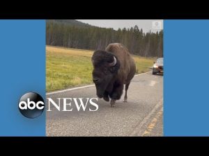 Read more about the article Meandering bison slows down traffic in Yellowstone