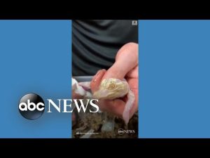 Read more about the article Have you ever seen an albino alligator hatch? Now you have