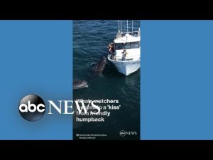 Read more about the article Whale watchers treated to ‘kiss’ from friendly humpback