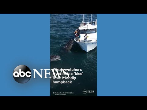 You are currently viewing Whale watchers treated to ‘kiss’ from friendly humpback