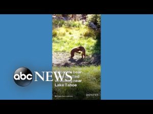 Read more about the article Bear cubs have friendly tussle near Lake Tahoe