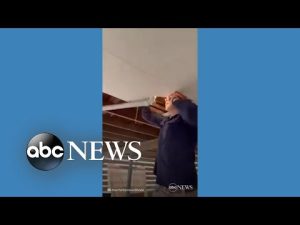 Read more about the article Snake catcher removes 2 pythons from ceiling