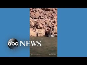 Read more about the article Bear takes a dip to cool off in California lake