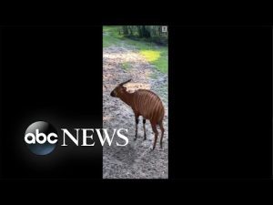 Read more about the article Baby antelope explores Florida zoo enclosure