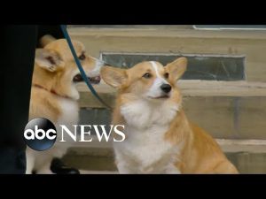 Read more about the article Queen Elizabeth II’s corgis and horse bid farewell | ABC News