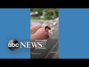 Read more about the article Honeybee removes its own stinger from beekeeper’s finger