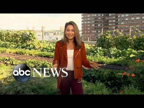 You are currently viewing New York City takes on Climate Week | ABCNL