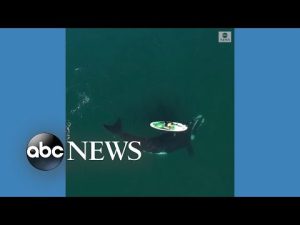 Read more about the article Whale swims right up to and under paddleboarder