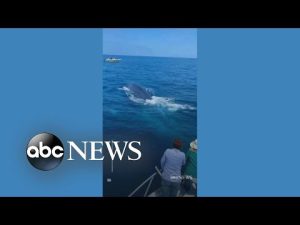 Read more about the article Lucky whale watchers treated to a show off California coast | ABC News