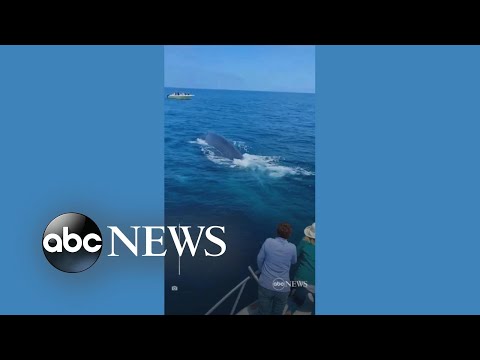You are currently viewing Lucky whale watchers treated to a show off California coast | ABC News