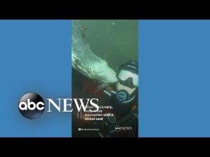 Read more about the article Diver gets up close and personal with seal