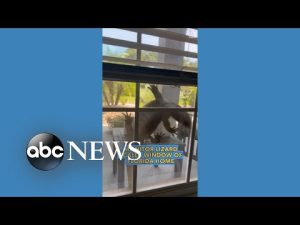 Read more about the article Monitor lizard scales window of Florida home