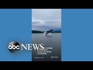 Read more about the article Humpback whales give boaters show of a lifetime