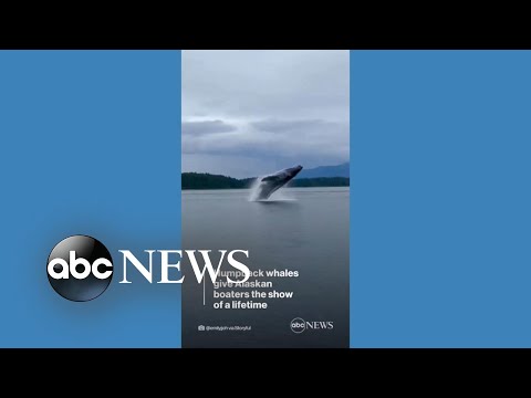You are currently viewing Humpback whales give boaters show of a lifetime