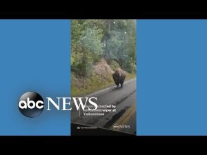 Read more about the article Bison gets distracted by windshield wiper on bus