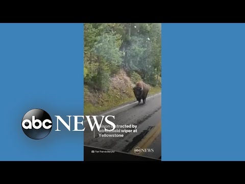 You are currently viewing Bison gets distracted by windshield wiper on bus