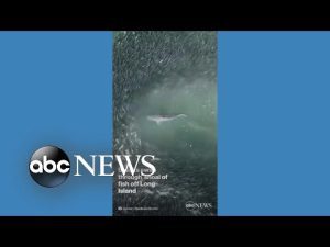 Read more about the article Sharks swim through shoal of fish off Long Island