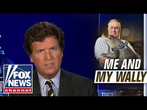 You are currently viewing Tucker reacts to emotional support alligator: ‘As unusual as it looks’ #shorts