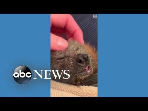 Read more about the article Fruit bat gets the best head massage