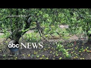 Read more about the article How Hurricane Ian could affect your morning orange juice | ABCNL