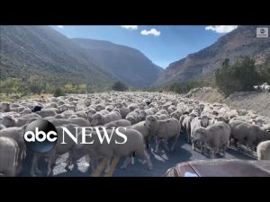 Read more about the article Huge flock of sheep blocks road