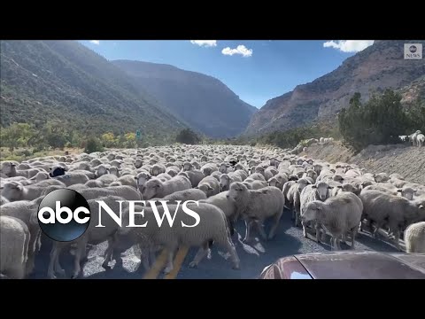 You are currently viewing Huge flock of sheep blocks road