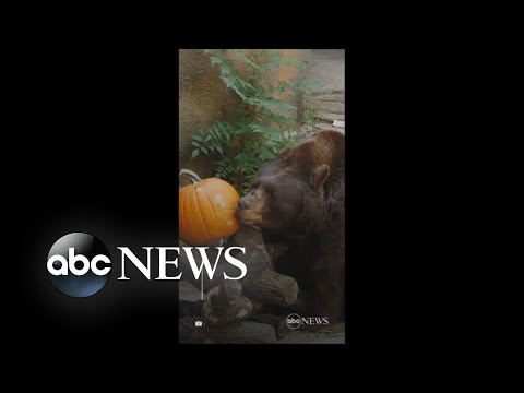 You are currently viewing Animals snack on pumpkins at zoo